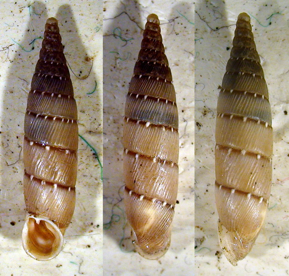 Clausiliidae sp. da identificare